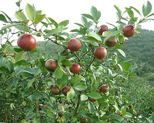 油茶种植