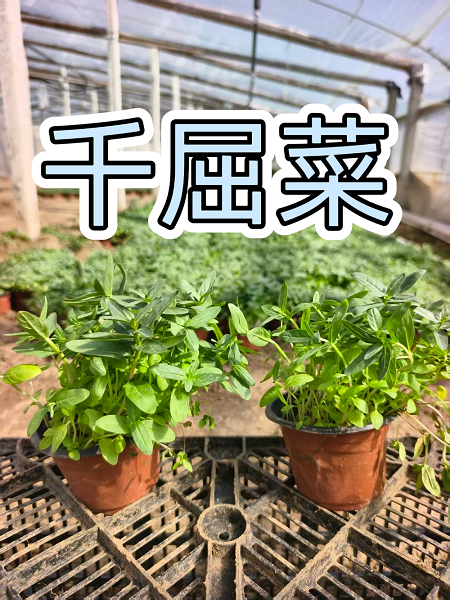 千屈菜