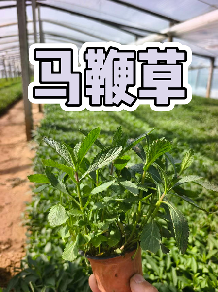 马鞭草