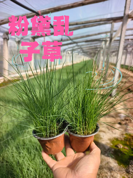 粉黛乱子草