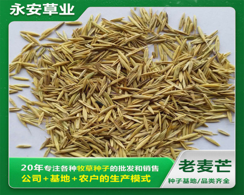老芒麦种子