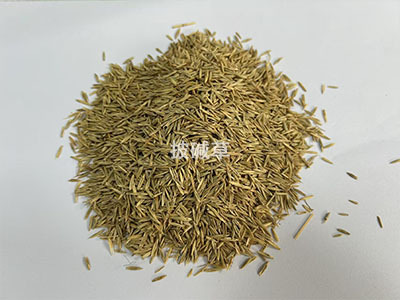高海拔披碱草种子