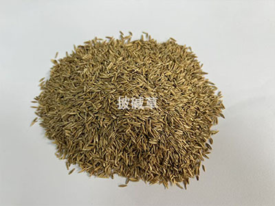 披碱草草籽